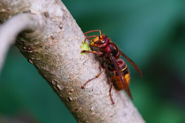 Hornet on a Twig