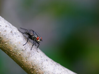 House Fly on a Lilac Branch