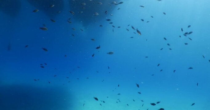 underwater scenery blue water damsel fish school ocean scenery mediterranean