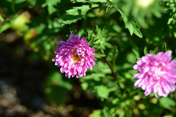 Obraz premium Red and white Aster flowers in the garden in summer