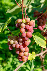 Grapes with green leaves on the vine. 