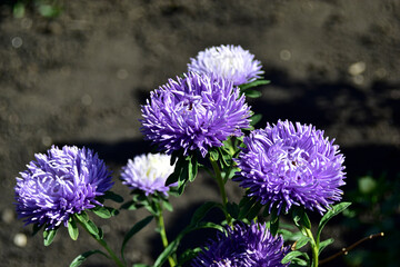 White and blue peony asters in the garden in summer