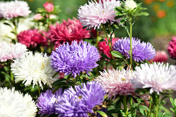 White and blue peony asters in the garden in summer