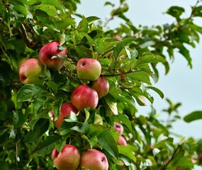 Fresh red apples on the apple tree with green leaves. in the garden of Bavaria.