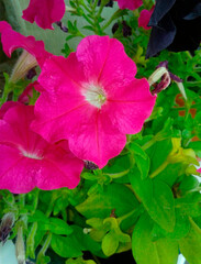red and white flower