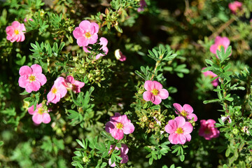 Pink flowers Lapchatki (lat. Potentilla) on a green Bush in the garden - obrazy, fototapety, plakaty