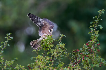 Red-footed falcon (Falco vespertinus)
