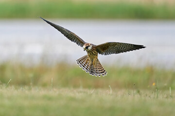 Red-footed falcon (Falco vespertinus)