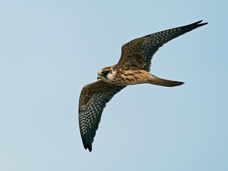 Fototapeta premium Red-footed falcon (Falco vespertinus)