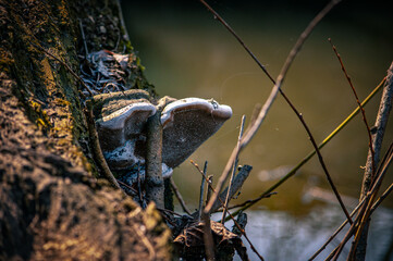 mushrooms on the tree