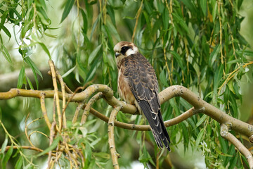 Red-footed falcon (Falco vespertinus)
