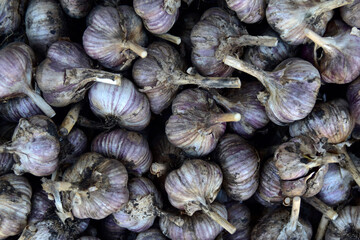 A bunch of freshly dug garlic in a box in the summer