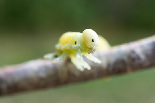 Cimbex femoratus birch Sawfly caterpillars.