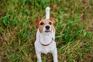 Dog on the grass in summer day. Jack russel terrier puppy portrait