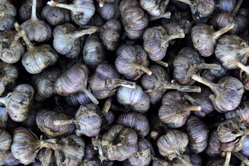 A bunch of freshly dug garlic in a box in the summer