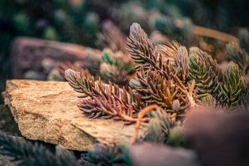 pine cones on the ground