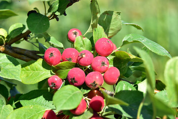 Red bright fruits of a wild Apple tree on the branches of trees