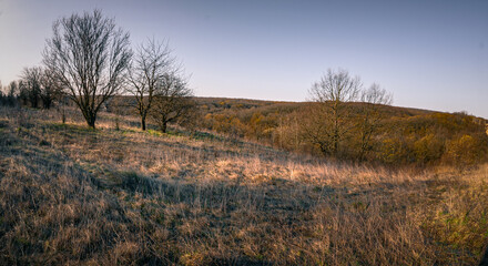autumn in the forest