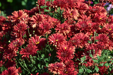 Red bright flowers Korean red chrysanthemum in the garden