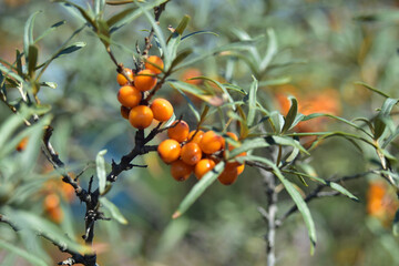 Ripe sea buckthorn fruit on green branches with bokeh