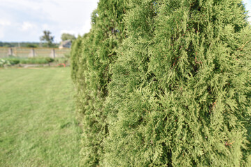 Photo of bush of a Juniperus communis tree in sunlight. Closeup, Soft focus. Beautiful natural background. Narrow focus.