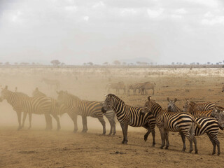 Fototapeta na wymiar a group of zebras in the sabana