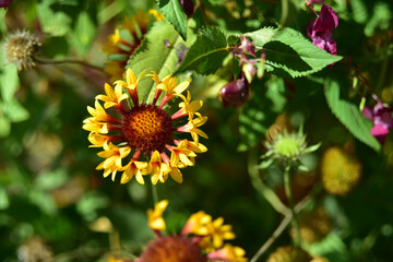 Juicy flowers of gaillardia and balsam nedotrogi in the garden