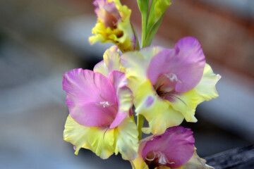 Fototapeta premium Yellow and blue gladiolus on the background of bricks with bokeh