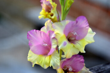 Yellow and blue gladiolus on the background of bricks with bokeh