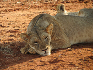 A lioness in the floor and its shadow