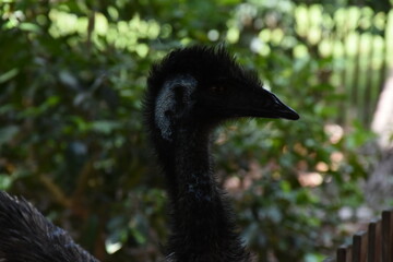 ostrich inside nursery