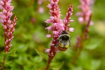 bee on a flower