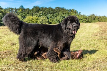 Single large black Newfoundland dog massive broad snout. Young Newfoundland dog playing on a green field. Water rescue dog.