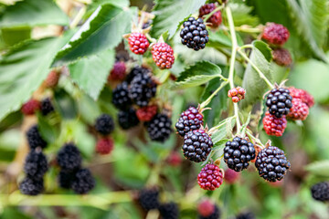 Blackberry bush with berries, bramble, dewberry