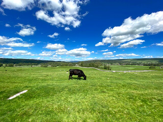 Black cow, grazing in a large meadow, with hills in the distance, on a sunny day near, Grassington,...