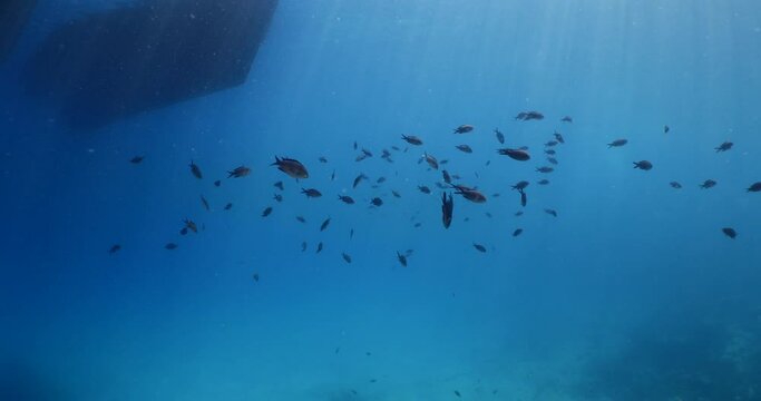underwater scenery blue water damsel fish school ocean scenery mediterranean