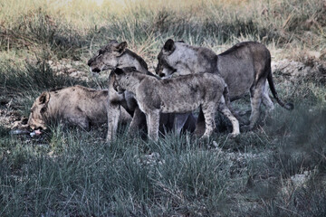 A view of some Lions in Kenya