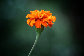 Beautiful marigold flower in nice blur background hd
