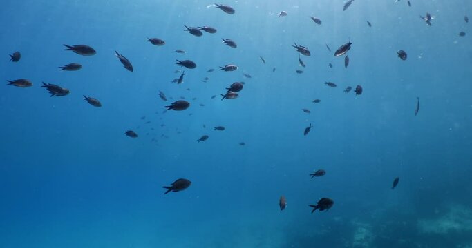 underwater scenery blue water damsel fish school ocean scenery mediterranean