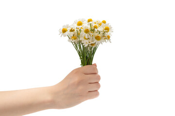 Bouquet of daisies isolated on white.