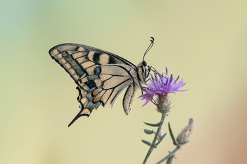  Wonderful butterfly Papilio machaon spread its wings on a summer day on a pink field flowe