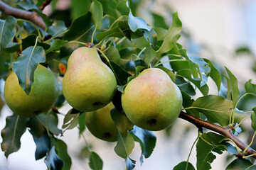 Ripe pears hanging on a tree branch. Pear tree in the autumn orchard