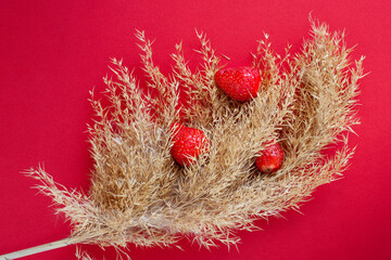 Dry twig of reeds and red strawberries on the red background, isolated