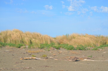
sandy dune covered with dry grass moved by the wind