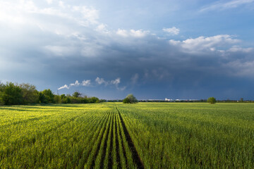 green wheat field / landscape agriculture storm clouds