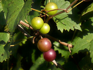 Muscadines