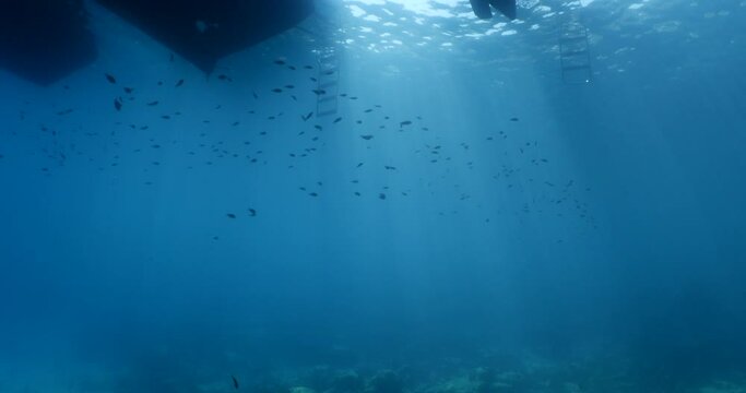 underwater scenery blue water damsel fish school ocean scenery mediterranean