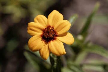 Flower of the Zinnia Zinnia haageana