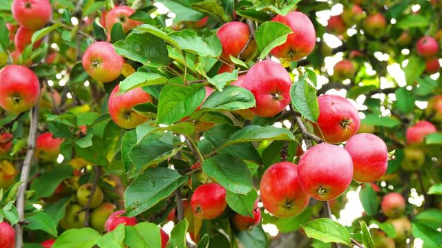Tasty red apples on branches of apple tree. Close up motion of delicious ripe juicy fruits hanging under sun in green garden, ready for harvesting. Concept of ecology, gardening, seasonal fruits.