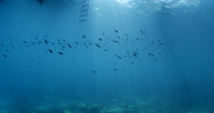 underwater scenery blue water damsel fish school ocean scenery mediterranean
